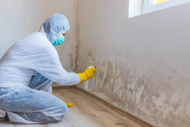 Licensed Mold Remediation service in Spotswood, NJ - WQB Mold Removal